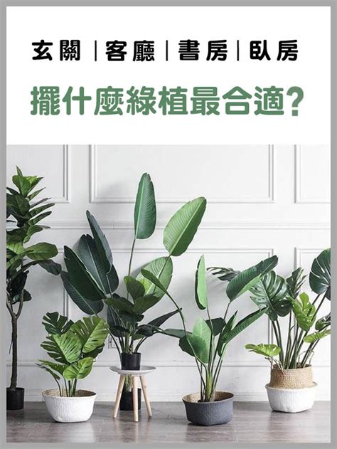 窗戶植物|室內植物推薦指南：打造居家植栽的4步驟，植物擺對。